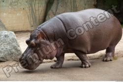 Hippo # 2